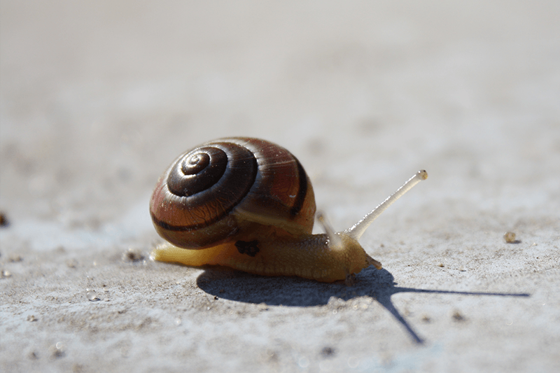 snailsvn